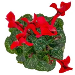 Alpenveilchen, Farben Zufällig, Mini, Topf-Ø 6 Cm, 12er-Set -Die grüne Ecke 0664400085 Cyclamen Mini rot T6 12er Set 6 2a 116241