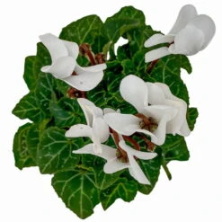 Alpenveilchen, Farben Zufällig, Mini, Topf-Ø 6 Cm, 12er-Set -Die grüne Ecke 0664400085 Cyclamen Mini weiss T6 12er Set 1 2a 116235