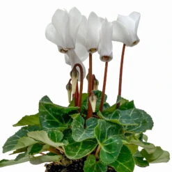 Alpenveilchen, Farben Zufällig, Mini, Topf-Ø 6 Cm, 12er-Set -Die grüne Ecke 0664400085 Cyclamen Mini weiss T6 12er Set 2 2b 116233
