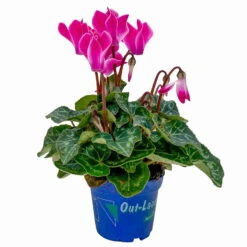 Alpenveilchen, Farben Zufällig, Mini, Topf-Ø 6 Cm, 12er-Set -Die grüne Ecke 0664400085 Cyclamen Mini zweifarbig T6 12er Set 2 2a 116237