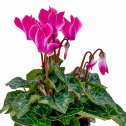 Alpenveilchen, Farben Zufällig, Mini, Topf-Ø 6 Cm, 12er-Set -Die grüne Ecke 0664400085 Cyclamen Mini zweifarbig T6 12er Set 2 2b 116236