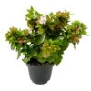 Abelie 'Little Lady', Mini, Topf-Ø 6 Cm, 12er-Set -Die grüne Ecke 0664400087 Abelia grandiflora Little Lady T6 gruenlaubig 12er Set 5 2a 116211
