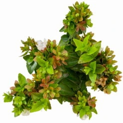 Abelie 'Little Lady', Mini, Topf-Ø 6 Cm, 12er-Set -Die grüne Ecke 0664400087 Abelia grandiflora Little Lady T6 gruenlaubig 12er Set 7 2a 116213