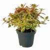 Abelie 'Lady Peach', Buntlaubig, Mini, Topf-Ø 6 Cm, 12er-Set -Die grüne Ecke 0664400088 Abelia grandiflora Lady Peach buntlaubig Mini T6 12er Set 2 2a 116208