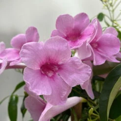 Pandorea, Weiß Bis Rosa Zufällig, Pyramide, Topf-Ø 19 Cm, Höhe Ca. 70 Cm -Die grüne Ecke 0670100390 Pandorea jasminoides T19 2163 Pyramide in Farben H70 dunkelrosa 6 119794