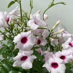 Pandorea, Weiß Bis Rosa Zufällig, Pyramide, Topf-Ø 14 Cm, Höhe Ca. 50 Cm -Die grüne Ecke 0670100390 Pandorea jasminoides T19 2163 Pyramide in Farben H70 weiss dunkel 5 119799