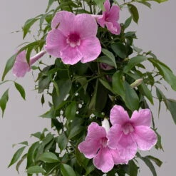 Pandorea, Weiß Bis Rosa Zufällig, Pyramide, Topf-Ø 19 Cm, Höhe Ca. 70 Cm -Die grüne Ecke 0670100390 Pandorea jasminoides T19 2163 Pyramide in Farben H70 dunkelrosa 3 120830