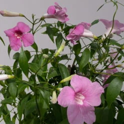 Pandorea, Weiß Bis Rosa Zufällig, Pyramide, Topf-Ø 19 Cm, Höhe Ca. 70 Cm -Die grüne Ecke 0670100390 Pandorea jasminoides T19 2163 Pyramide in Farben H70 hellrosa 2 120829