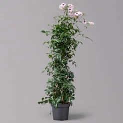 Pandorea, Weiß Bis Rosa Zufällig, Pyramide, Topf-Ø 19 Cm, Höhe Ca. 70 Cm -Die grüne Ecke 0670100390 Pandorea jasminoides T19 2163 Pyramide in Farben H70 weiss dunkel 1 120827