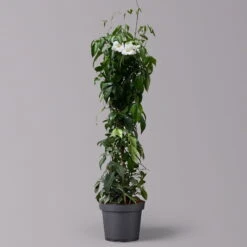 Pandorea, Weiß Bis Rosa Zufällig, Pyramide, Topf-Ø 19 Cm, Höhe Ca. 70 Cm -Die grüne Ecke 0670100390 Pandorea jasminoides T19 2163 Pyramide in Farben H70 weiss 120828