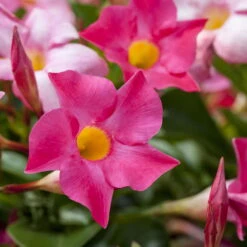 Dipladenie Rosa, Busch, Topf-Ø 13/14 Cm, 3er-Set -Die grüne Ecke 0670110015 0670110022 0670110028 0670110053 0670110127 0670110133 0670110139 0670110163 0670110156 0670110211 0670110217 Dipladenia Busch rosa 76808