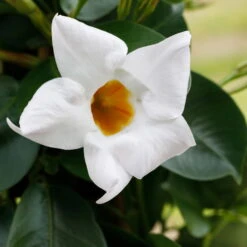 Dipladenie Weiß, Busch, Topf-Ø 13/14 Cm, 3er-Set -Die grüne Ecke 0670110018 0670110078 0670110104 0670110124 0670110126 0670110129 0670110132 0670110147 0670110212 0670110218 0670110140 Dipladenia Busch weiss 76809