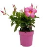 Dipladenie Rosa, Busch, Topf-Ø 13/14 Cm, 3er-Set -Die grüne Ecke 0670110217 Dipladenia Busch rosa 3er Set 1 111119