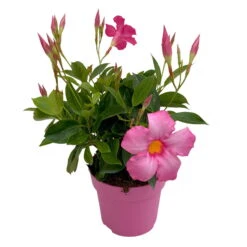 Dipladenie Rosa, Busch, Topf-Ø 13/14 Cm, 3er-Set -Die grüne Ecke 0670110217 Dipladenia Busch rosa 3er Set 3 111120