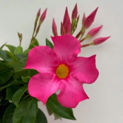 Dipladenie Rosa, Busch, Topf-Ø 13/14 Cm, 3er-Set -Die grüne Ecke 0670110217 Dipladenia Busch rosa 3er Set 5 111030