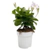 Dipladenie Weiß, Busch, Topf-Ø 13/14 Cm, 3er-Set -Die grüne Ecke 0670110218 Dipladenia Busch weiss 3er Set 1 111121