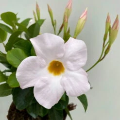 Dipladenie Weiß, Busch, Topf-Ø 13/14 Cm, 3er-Set -Die grüne Ecke 0670110218 Dipladenia Busch weiss 3er Set 3 111031