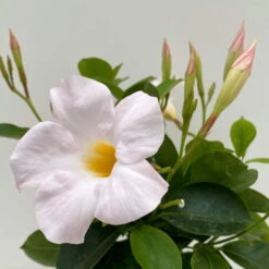 Dipladenie Weiß, Busch, Topf-Ø 13/14 Cm, 3er-Set -Die grüne Ecke 0670110218 Dipladenia Busch weiss 3er Set 4 111032