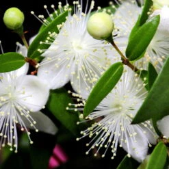 Myrte Weiß, Stamm, Topf-Ø 19 Cm -Die grüne Ecke 0670200102 0670200103 0670200105 0670200111 Myrtus microphylla T19 Stamm 109764 1