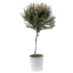 Myrte Weiß, Stamm, Topf-Ø 19 Cm -Die grüne Ecke 0670200102 Myrtus microphylla T19 6 112225