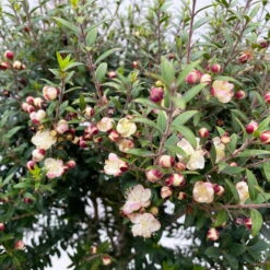 Myrte Weiß, Stamm, Topf-Ø 19 Cm -Die grüne Ecke 0670200102 Myrtus microphylla T19 8 112227