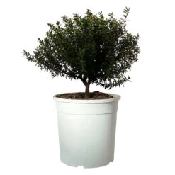 Myrte Weiß, Busch, Topf-Ø 19 Cm, Höhe Ca. 35 Cm -Die grüne Ecke 0670200105 Myrtus microphylla T19 Busch 2 109781