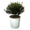 Myrte Weiß, Busch, Topf-Ø 19 Cm, Höhe Ca. 35 Cm -Die grüne Ecke 0670200105 Myrtus microphylla T19 Busch 3 109782