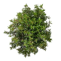 Myrte Weiß, Busch, Topf-Ø 19 Cm, Höhe Ca. 35 Cm -Die grüne Ecke 0670200105 Myrtus microphylla T19 Busch 6 109783