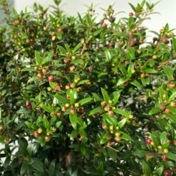 Myrte Weiß, Busch, Topf-Ø 19 Cm, Höhe Ca. 35 Cm -Die grüne Ecke 0670200105 Myrtus microphylla T19 Busch 8 109725