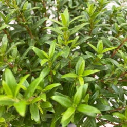 Myrte Weiß, Busch, Topf-Ø 15 Cm, Höhe Ca. 25 Cm, 2er-Set -Die grüne Ecke 0670200111 Myrtus microphylla Busch T15 2er Set 10 109728 1