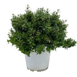 Myrte Weiß, Busch, Topf-Ø 15 Cm, Höhe Ca. 25 Cm, 2er-Set -Die grüne Ecke 0670200111 Myrtus microphylla Busch T15 2er Set 1 109786