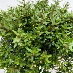 Myrte Weiß, Stamm, Topf-Ø 22 Cm -Die grüne Ecke 0670200111 Myrtus microphylla Busch T15 2er Set 3 109729