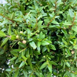 Myrte Weiß, Stamm, Topf-Ø 22 Cm -Die grüne Ecke 0670200111 Myrtus microphylla Busch T15 2er Set 4 109727