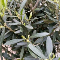 Olivenbaum, Stämmchen, Topf-Ø Ca. 32 Cm, Höhe Ca. 140 Cm -Die grüne Ecke 0680200020 Koelle Olea europaea Stamm T33 4 90761