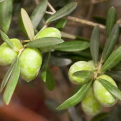 Olivenbaum 'Bonsai', Topf-Ø 35 Cm, Höhe Ca. 100 Cm -Die grüne Ecke 0680200048 0680200051 0680200054 0680200057 0680200061 0680200075 Koelle Olea europaea Busch1 76776 23