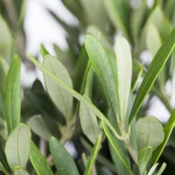 Olivenbaum 'Bonsai', Topf-Ø 35 Cm, Höhe Ca. 100 Cm -Die grüne Ecke 0680200048 0680200051 0680200054 0680200057 0680200061 0680200075 Koelle Olea europaea Busch 76777 23