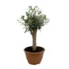 Olivenbaum 'Bonsai', Stämmchen, Topf-Ø 25 Cm, Höhe Ca. 110 Cm