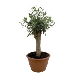 Olivenbaum 'Bonsai', Topf-Ø 25 Cm, Höhe Ca. 55 Cm