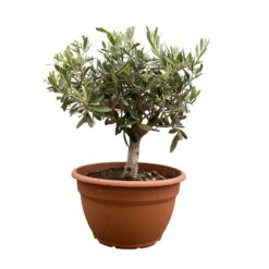 Olivenbaum 'Bonsai', Stämmchen, Topf-Ø 25 Cm, Höhe Ca. 110 Cm -Die grüne Ecke 0680200048 Koelle Olea europaea Schale T25 Bonsai H5560 2 92443 1