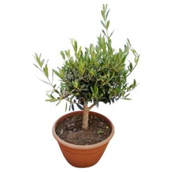 Olivenbaum 'Bonsai', Topf-Ø 25 Cm, Höhe Ca. 55 Cm -Die grüne Ecke 0680200048 Koelle Olea europaea Schale T25 2 78685