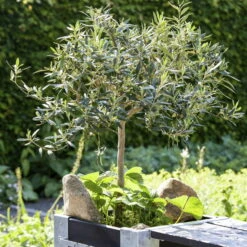 Olivenbaum, Stämmchen, Topf-Ø 19 Cm, Höhe Ca. 90 Cm -Die grüne Ecke 0680200057 0680200075 Olivenstaemmchen Stimmung 76778 1