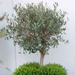 Olivenbaum, Busch, Topf-Ø 15 Cm, Höhe Ca. 30 Cm -Die grüne Ecke 0680200061 Koelle Olea europaea Busch 15 cm Topf 81760