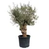 Olivenbaum, Stamm, Topf-Ø Ca. 60 Cm, Höhe Mind. 170 Cm -Die grüne Ecke 0680200104 Koelle Olea europaea Bonsai 2 109381