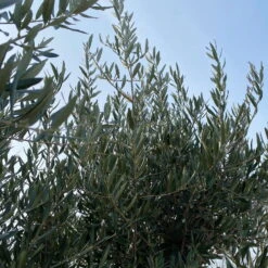 Olivenbaum, Stamm, Topf-Ø Ca. 60 Cm, Höhe Mind. 170 Cm 15 Olivenbaum, Stamm, Topf-Ø Ca. 60 Cm, Höhe Mind. 170 Cm -Die grüne Ecke 0680200104 Koelle Olea europaea Bonsai 9 109302