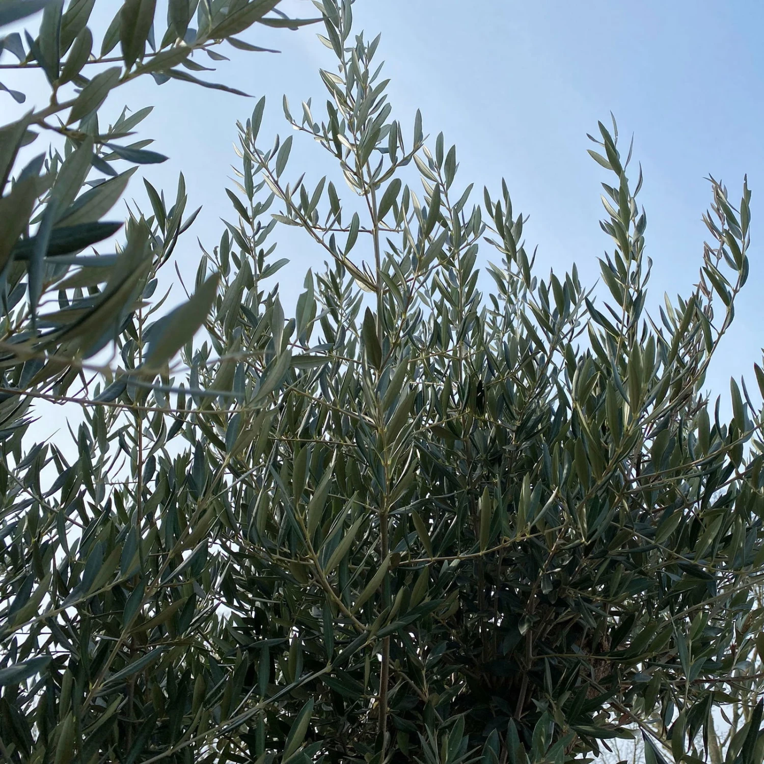 Olivenbaum, Stamm, Topf-Ø Ca. 60 Cm, Höhe Mind. 170 Cm 7 Olivenbaum, Stamm, Topf-Ø Ca. 60 Cm, Höhe Mind. 170 Cm – Bild 5