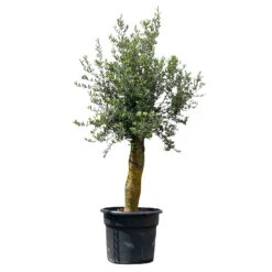 Olivenbaum 'Florida', Stamm, Topf-Ø Ca. 50 Cm, Höhe Ca. 170 Cm -Die grüne Ecke 0680200116 Koelle Olea europaea T50 Stamm Florida 8 111593