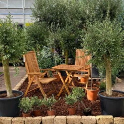 Olivenbaum 'Florida', Stamm, Topf-Ø Ca. 50 Cm, Höhe Ca. 170 Cm -Die grüne Ecke 0680200116 Koelle Olea europaea T65 Florida 9 94740