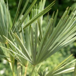 Hanfpalme, Topf-Ø 22 Cm, Höhe Ca. 60-70 Cm -Die grüne Ecke 0680300013 0680300032 0680300137 0680300048 Trachycarpus fortuneii T24 H60 1 78542