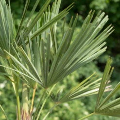 Hanfpalme, Topf-Ø 22 Cm, Höhe Ca. 60-70 Cm -Die grüne Ecke 0680300013 0680300032 0680300137 0680300048 Trachycarpus fortuneii T24 H60 78541