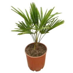 Hanfpalme, Topf-Ø 22 Cm, Höhe Ca. 60-70 Cm -Die grüne Ecke 0680300013 Trachycarpus fortunei T22 H70 78689